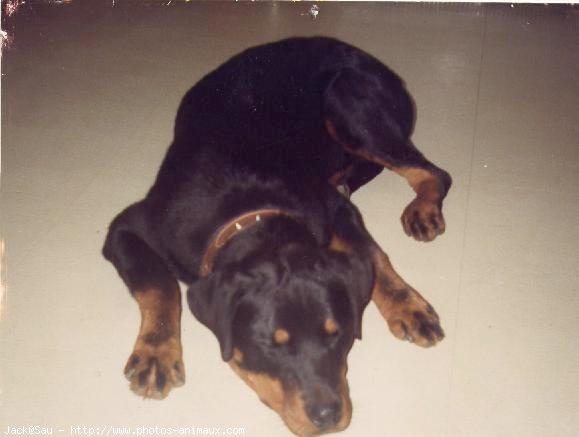 Photo de Rottweiler