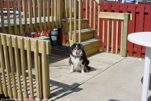 Photo de Chien de berger des shetland