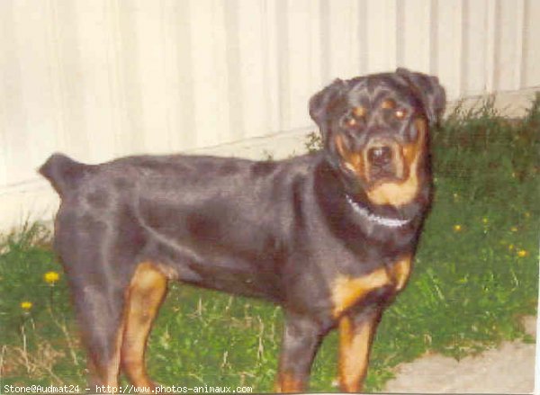 Photo de Rottweiler