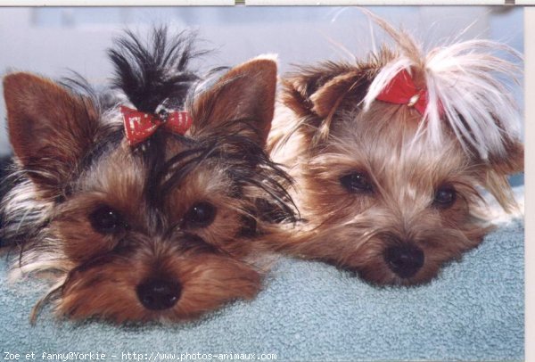 Photo de Yorkshire terrier