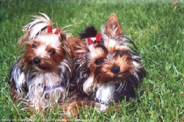 Photo de Yorkshire terrier