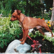 Photo de Pinscher nain