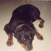 Photo de Rottweiler