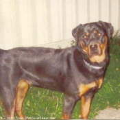 Photo de Rottweiler