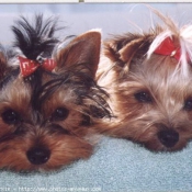 Photo de Yorkshire terrier