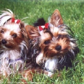 Photo de Yorkshire terrier