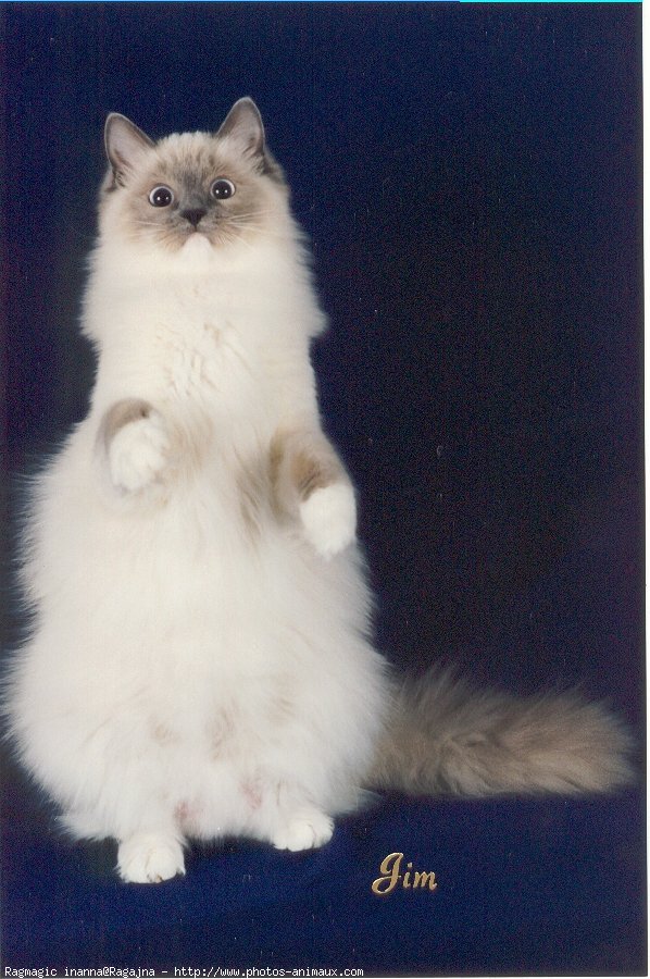 Photo de Ragdoll