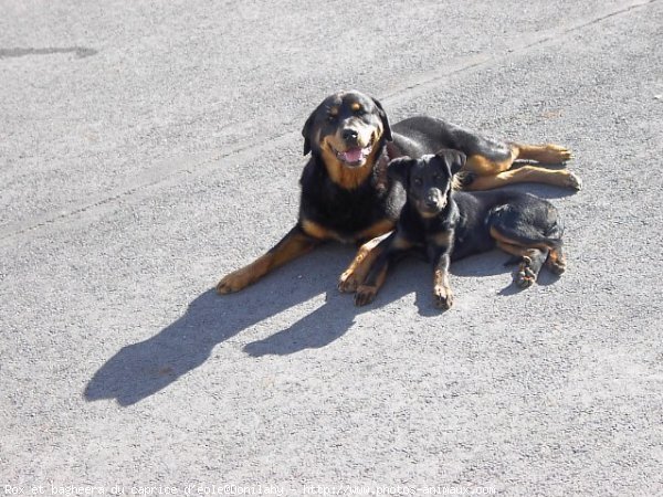 Photo de Races diffrentes