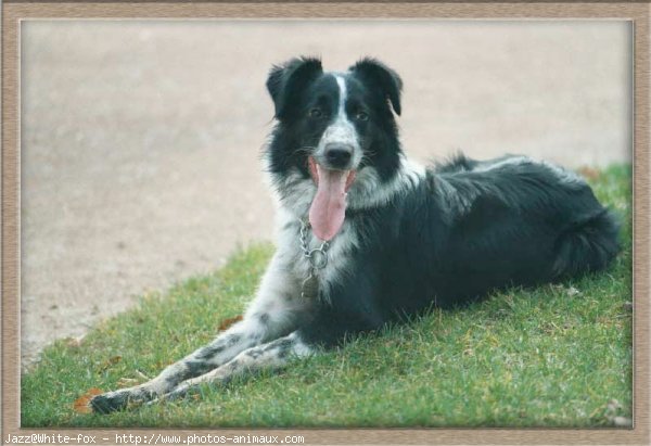 Photo de Border collie