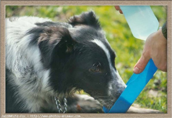 Photo de Border collie