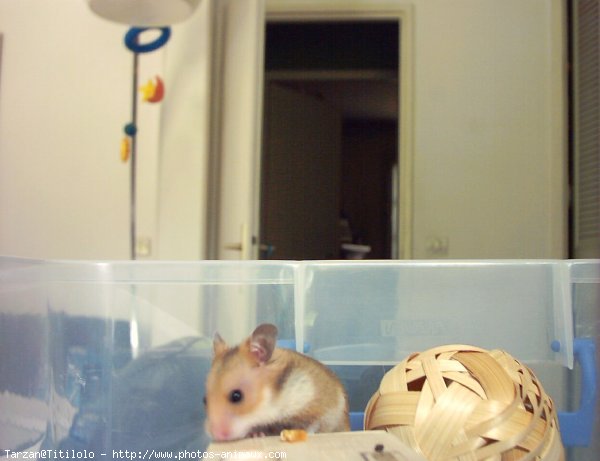 Photo de Hamster