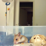 Photo de Hamster