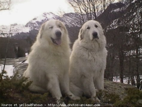 Photo de Chien de montagne des pyrnes