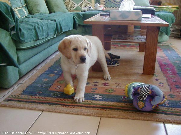 Photo de Labrador retriever