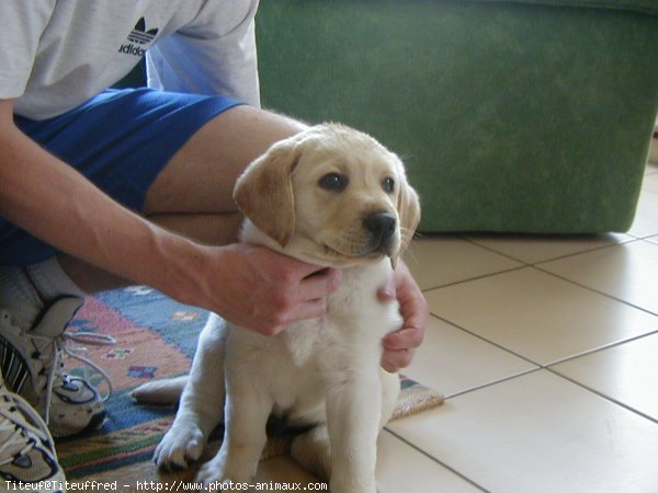 Photo de Labrador retriever