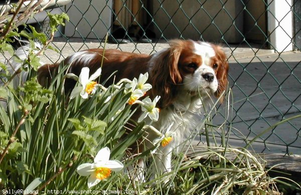 Photo de Cavalier king charles spaniel