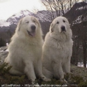 Photo de Chien de montagne des pyrnes