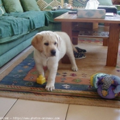 Photo de Labrador retriever