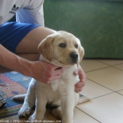 Photo de Labrador retriever