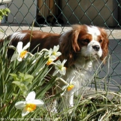 Photo de Cavalier king charles spaniel