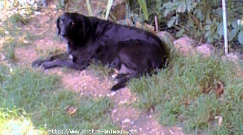 Photo de Labrador retriever