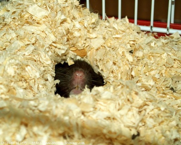 Photo de Hamster