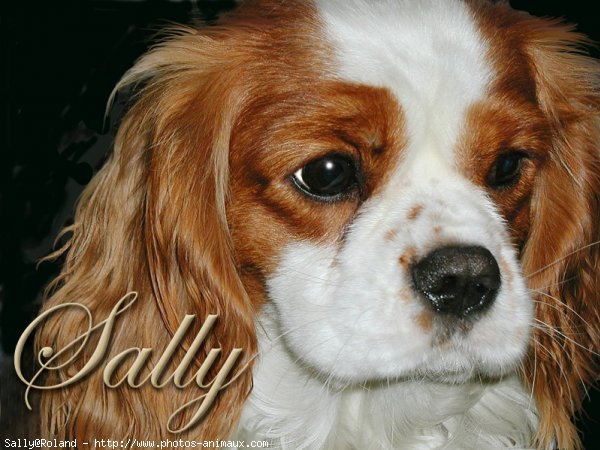 Photo de Cavalier king charles spaniel