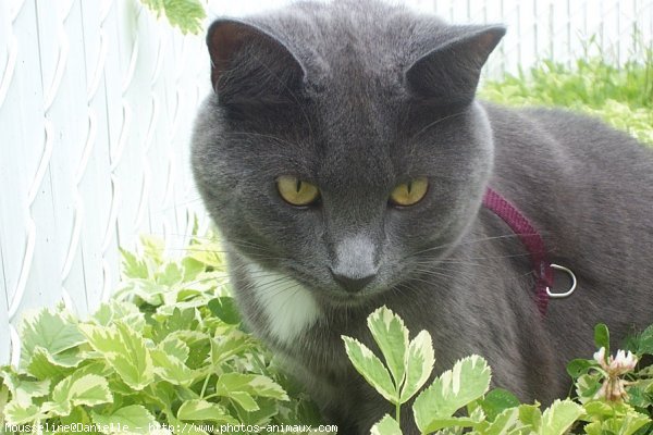 Photo de Chartreux