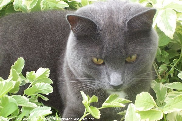 Photo de Chartreux