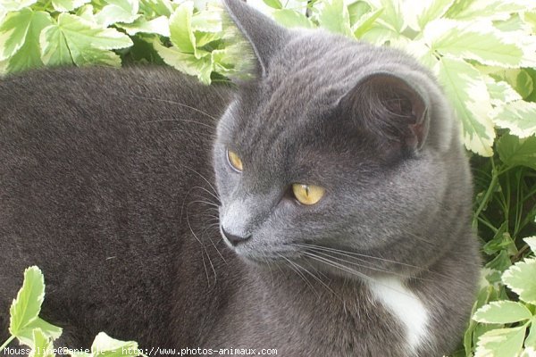 Photo de Chartreux