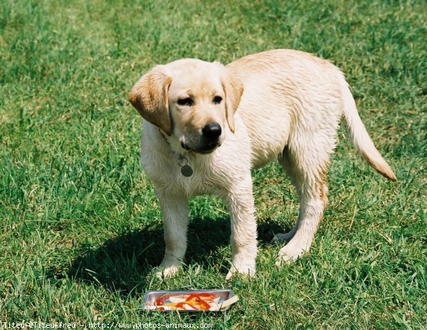 Photo de Labrador retriever