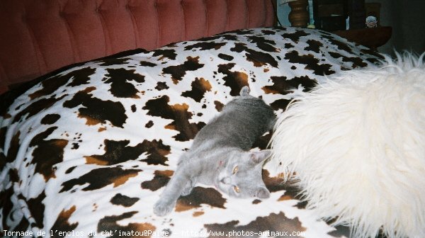 Photo de Chartreux