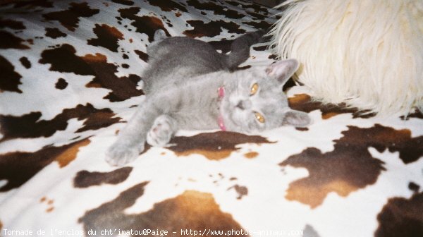 Photo de Chartreux