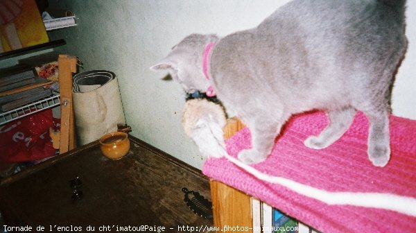 Photo de Chartreux