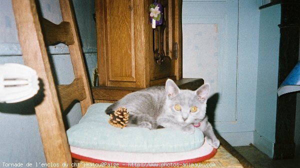 Photo de Chartreux