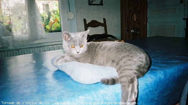 Photo de Chartreux