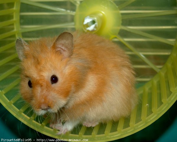 Photo de Hamster