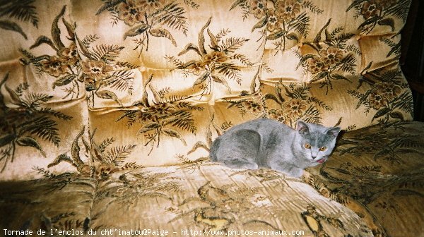 Photo de Chartreux