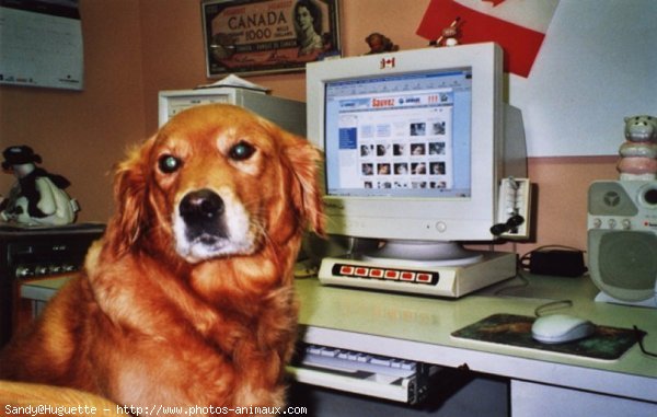 Photo de Golden retriever