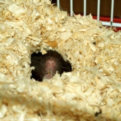 Photo de Hamster