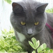 Photo de Chartreux