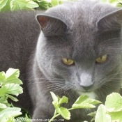 Photo de Chartreux