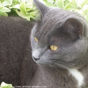 Photo de Chartreux