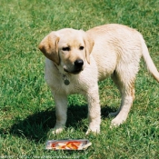 Photo de Labrador retriever