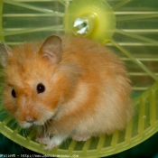 Photo de Hamster