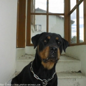 Photo de Rottweiler