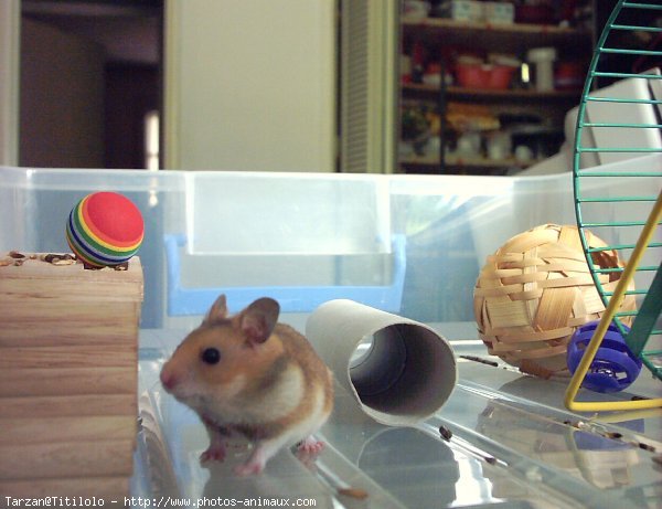 Photo de Hamster