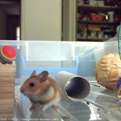 Photo de Hamster