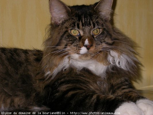 Photo de Maine coon