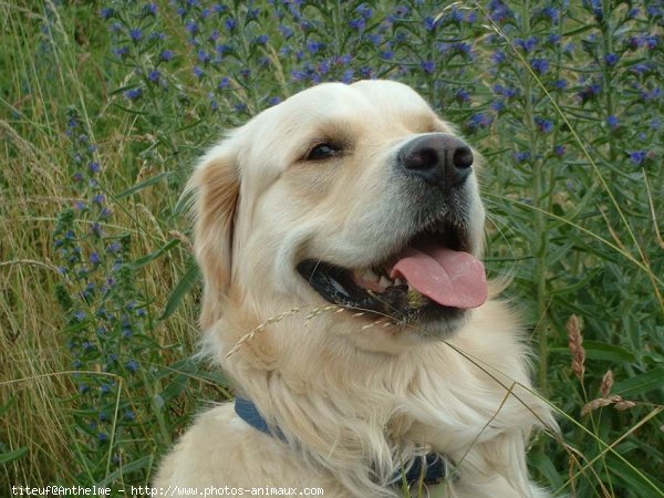 Photo de Golden retriever